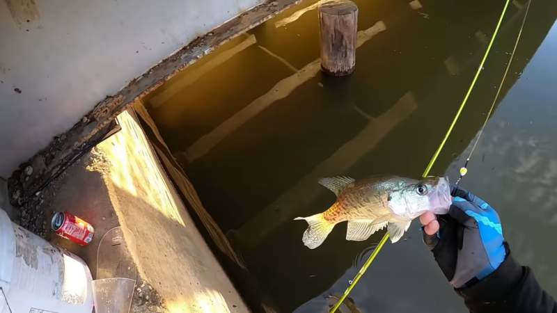 Crappie - Illinois Fishing