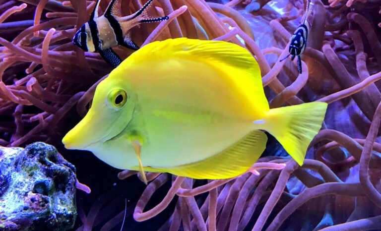 How Fish Perceive Colors Underwater