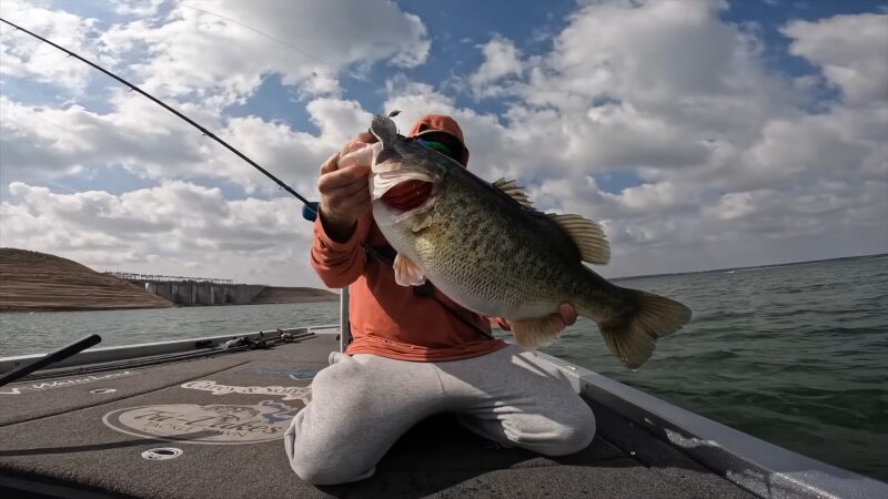 Largemouth Bass in the Illinois Waterways