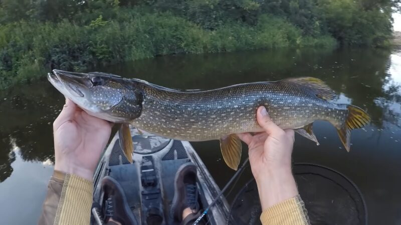 Musky Fishing in Illinois