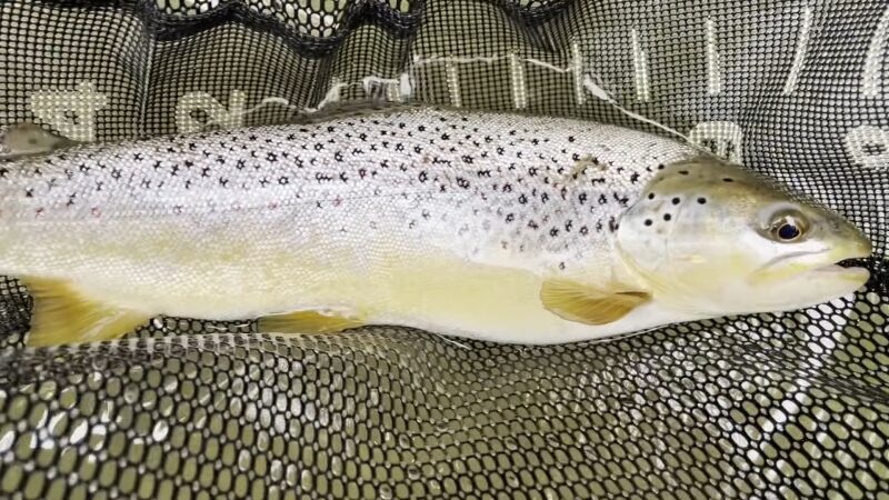 Trout Fishing in Lake Michigan