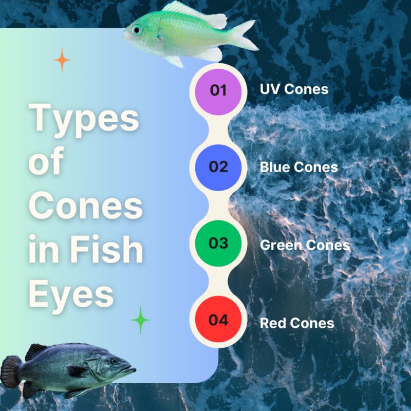 Types of Cones in Fish Eyes