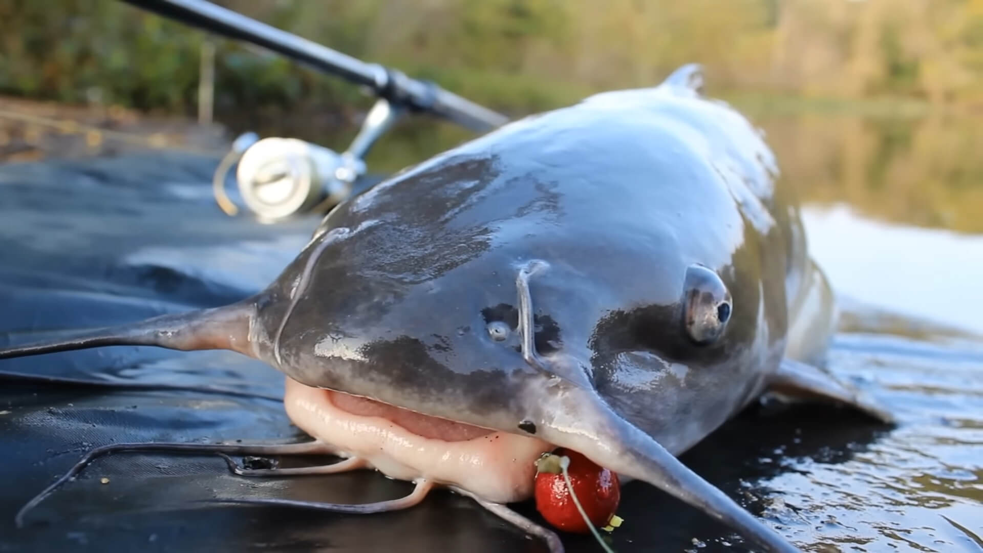 A caught Blue Catfish