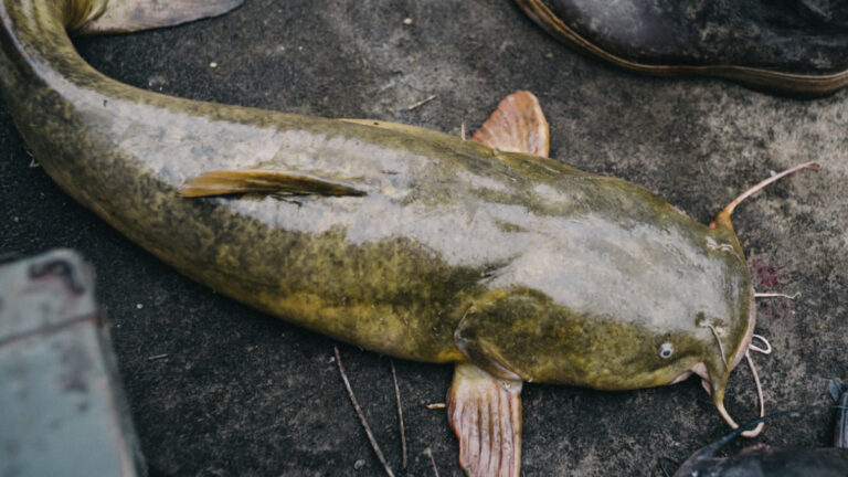 Catch channel, blue, and flathead catfish in Illinois