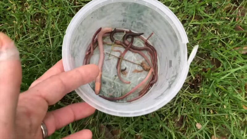 A Person's Hand Selects a Worm from A Plastic Container Filled with Live Worms and Dirt, Placed on A Grassy Surface