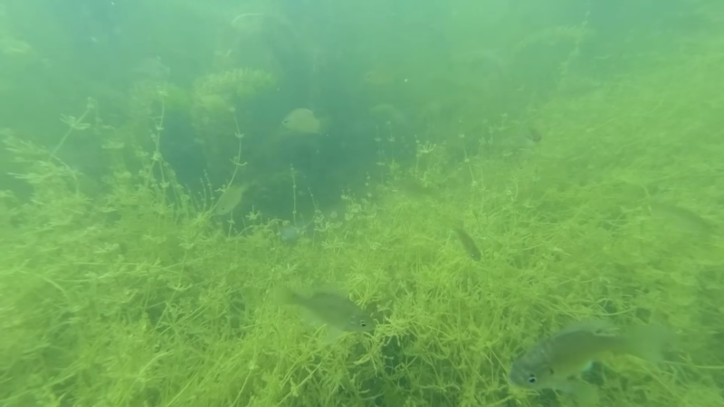 Bluegill Fish Swim Through the Vibrant Underwater Plant Life in A Green-Tinted Freshwater Lake