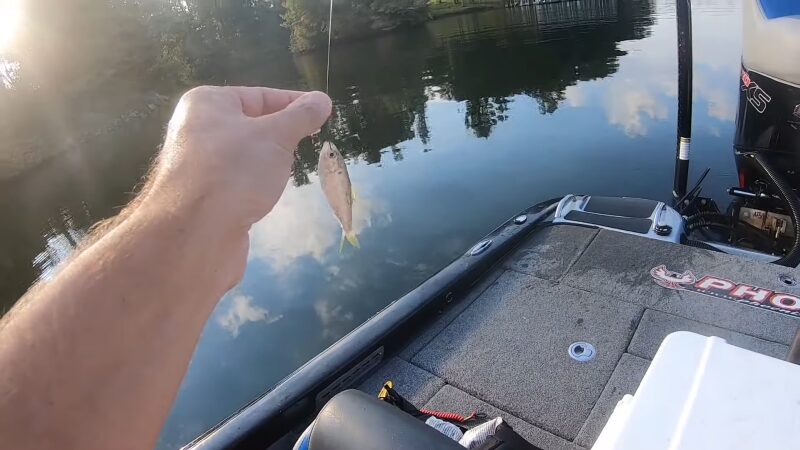 Fisherman Holding a Live Minnow for Sauger Fishing on A Calm Lake