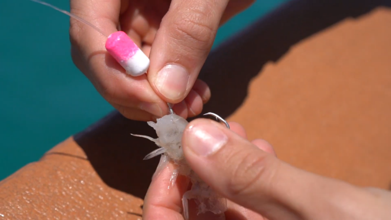 The Image Shows a Person Carefully Attaching Bait to A Fishing Hook, with A Pink and White Float on The Fishing Line, Preparing the Setup for Fishing