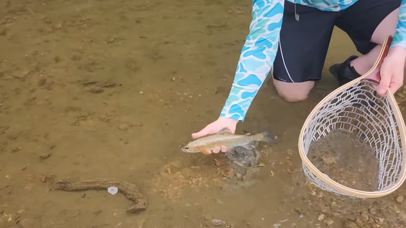 A Person Kneeling in Shallow Water Is Holding a Small Fish in One Hand and A Fishing Net in The Other, Showcasing a Catch at Apple Canyon Lake