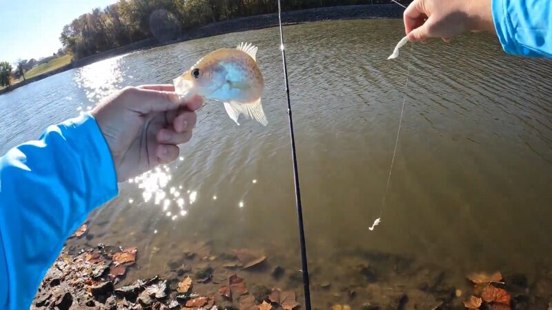 The Image Shows a Person Holding a Small Fish They Just Caught at Carlyle Lake During Spring, with A Fishing Rod in The Background and Sunlight Reflecting Off the Water