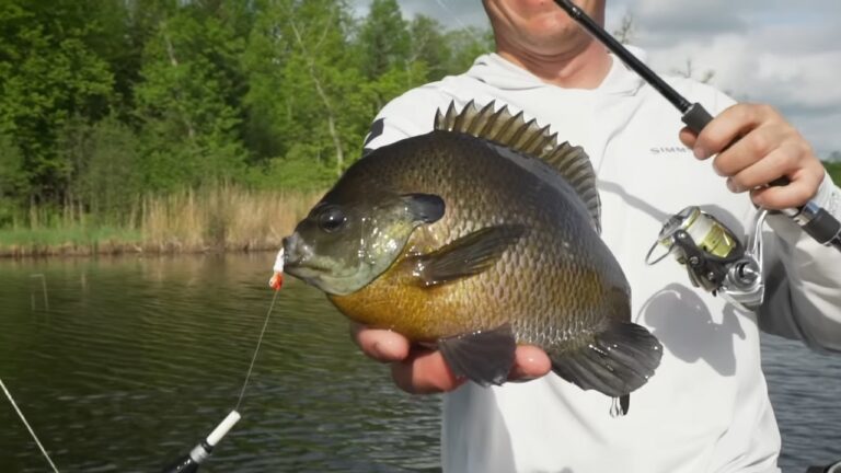 A Fisherman Holding a Large Bluegill Caught in A Lake with A Lure in Its Mouth