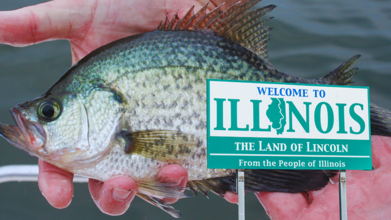 Tips for Finding Black Crappie in Illinois Lakes and Rivers