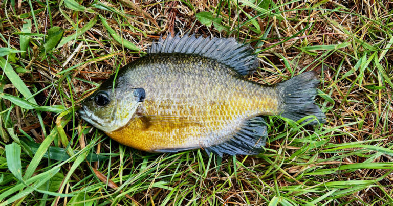 bluegill