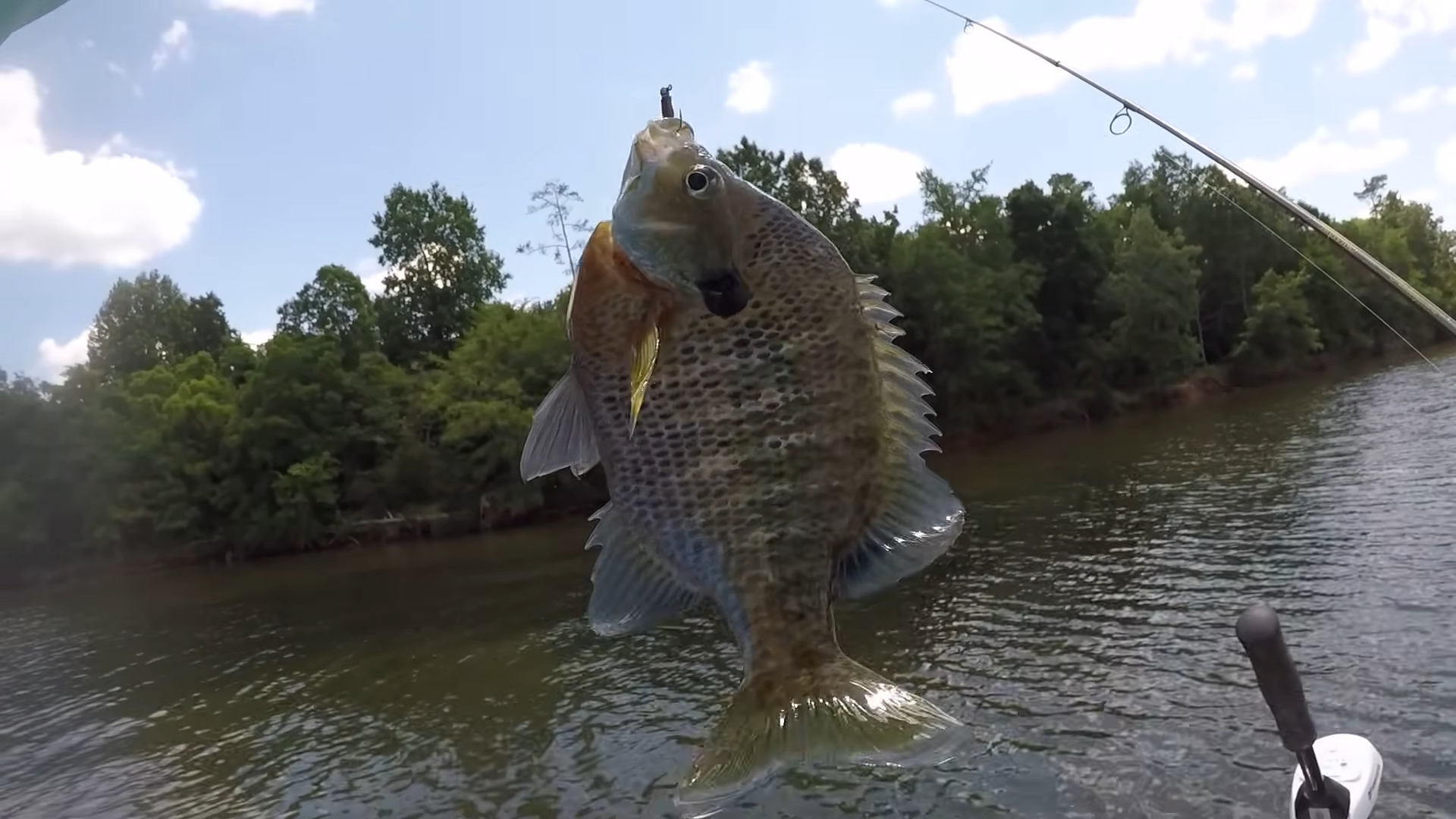 bluegill fish is caught on a fishing hook, held up above the water with trees in the background