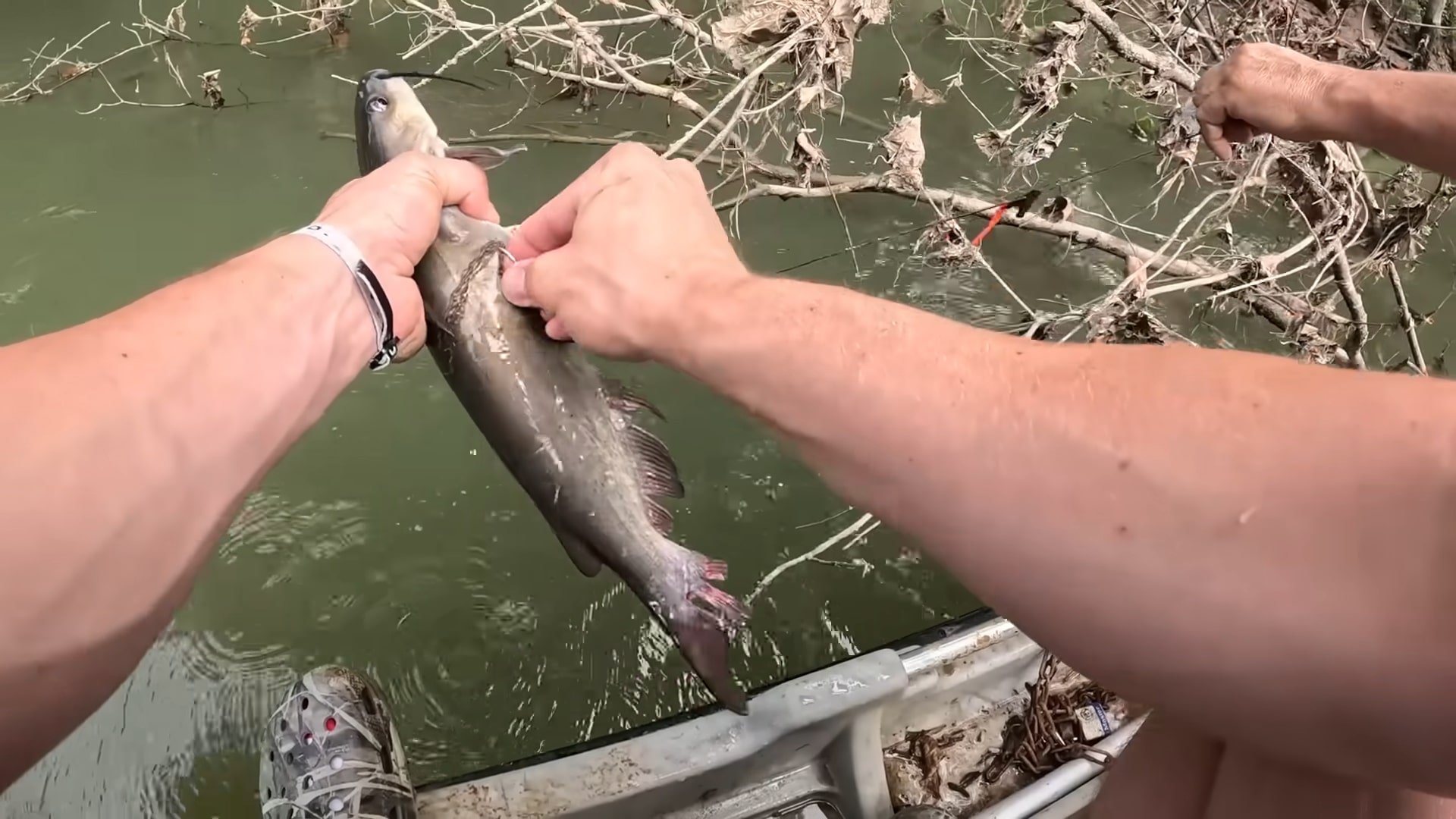 A person holding a freshly caught catfish on a boat, removing it from tangled fishing line near a riverbank with overhanging branches